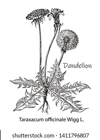 Dandelion flower vector drawing. Isolated wild plant and leaves. Herbal engraved style illustration. Detailed botanical vector sketch