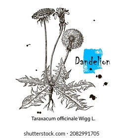 Dandelion flower vector drawing. Isolated wild plant and leaves. Herbal engraved style illustration. Detailed botanical sketch