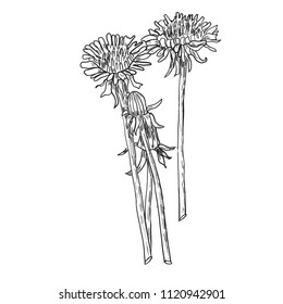 Dandelion flower vector drawing set. Isolated wild plant and flying seeds. Herbal engraved style illustration. Detailed botanical sketch