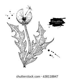 Dandelion flower vector drawing set. Isolated  wild plant and leaves. Herbal engraved style illustration. Detailed botanical sketch