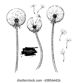 Dandelion flower vector drawing set. Isolated  wild plant and flying seeds. Herbal engraved style illustration. Detailed botanical sketch