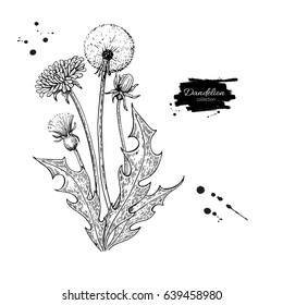 Dandelion flower vector drawing set. Isolated  wild plant and leaves. Herbal engraved style illustration. Detailed botanical sketch