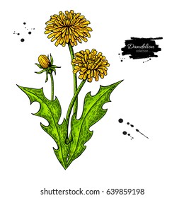 Dandelion flower vector drawing set. Isolated  wild plant and leaves. Herbal artistic style illustration. Detailed botanical sketch