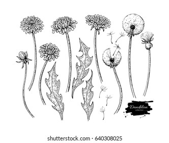 Dandelion flower vector drawing set. Isolated  wild plant and flying seeds. Herbal engraved style illustration. Detailed botanical sketch