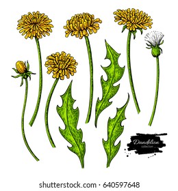 Blumenzaehler, Vektorgrafik-Zeichensatz aus Lüster. Einzige Wildpflanze und Blätter. Künstlerische Illustration von Kräutern. Detaillierte botanische Skizze