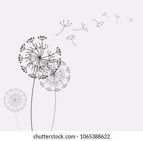  dandelion flower, vector illustration