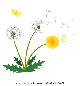 Dandelion flower vector illustration, beautiful fresh blooming yellow flower, wind blowing dandelion seeds and butterfly isolated on white background.