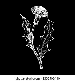 Dandelion, flower. Vector illustration. Healing plant. Drawing, handmade. A tattoo of a meadow plant. Weed.
