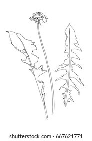 Dandelion flower. Vector taraxacum sketch. Hand drawn weed. Black contour on white background. 