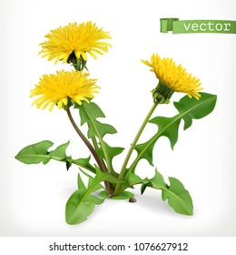 Dandelion flower, weed plant. 3d realistic vector icon