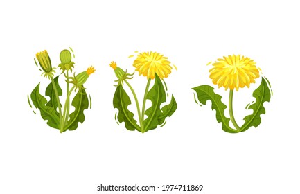 Dandelion Flowering Plant with Yellow Flower Head Vector Set
