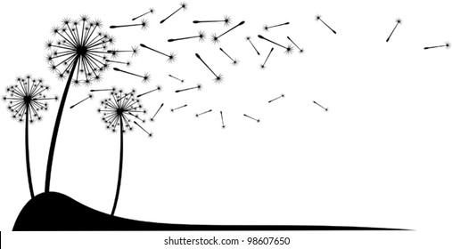 Dandelion flowers