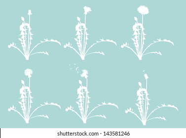 dandelion flowers from beginning to senility isolated on blue background