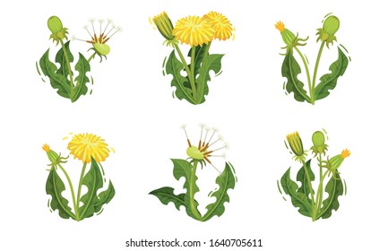 Dandelion Flowers with Bright Yellow Blossom Cluster Vector Set