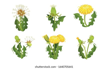 Dandelion Flowers with Bright Yellow Blossom Cluster Vector Set