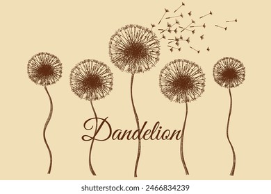 Dandelion flowers, collection of sketch flowers. Vintage brown and beige card, hand-drawn, vector sketch. Old design. Line graphics. 