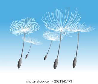 dandelion flowers flying in air vector