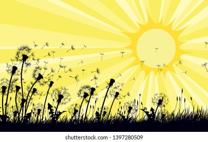 The dandelion Flowers with flying seeds and sun. 