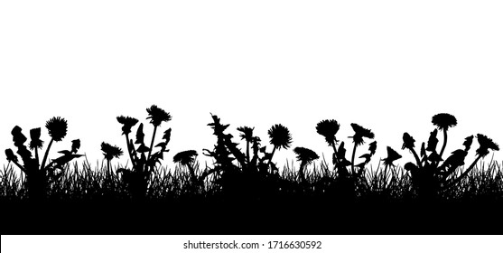 Dandelion flowers in grass, silhouette of field (meadow). Vector illustration