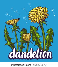Dandelion flowers. Hand drawn vector illustration