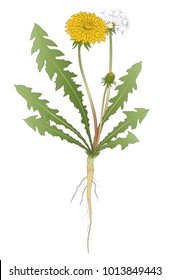 3,469 Dandelion root Images, Stock Photos & Vectors | Shutterstock