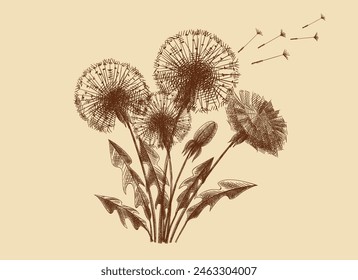 Dandelion flowers and leaves, collection of sketch flowers. Vintage brown and beige card, hand-drawn, vector sketch. Old design. Line graphics. 