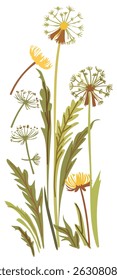 Dandelion flowers and leaves. Vector isolated illustration.