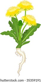 Dandelion flowers on white background 