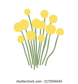 Dandelion with flowers and seed heads isolated on white background. Botanical drawing of wild herbaceous flowering plant used in herbalism. Hand drawn vector illustration in elegant vintage style.
