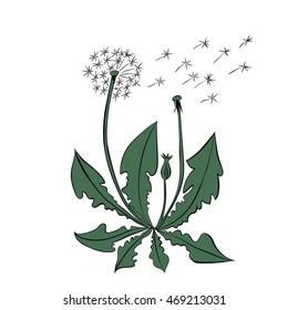 Dandelion flowers. Dandelion summer flowers, vector illustration isolated on white background.