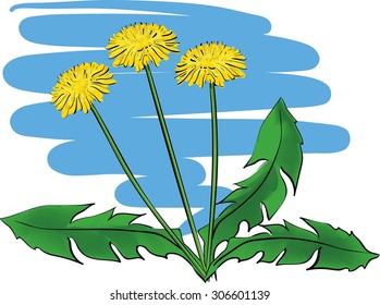 Dandelion flowers under blue sky