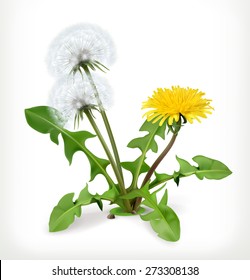 Dandelion flowers, vector icon