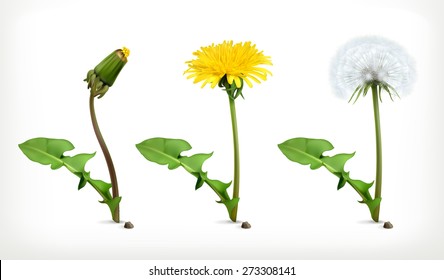 Dandelion flowers, vector icon set