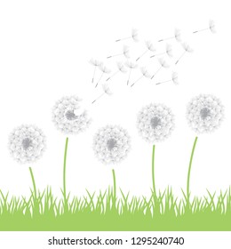 dandelion flowers, vector illustration 