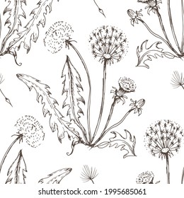 Dandelion flowers wildflowers graphic vector hand-drawn illustration. Print textile vintage retro leaves seeds fly coloring book for kids cute cartoon nature plants patern seamless
