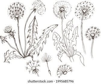 Dandelion flowers wildflowers graphic vector hand-drawn illustration. Print textile vintage retro leaves seeds fly coloring book for kids cute cartoon nature plants 