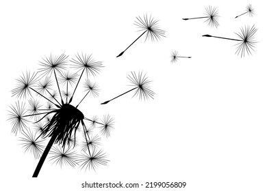 Dandelion fluff flies away from the wind.