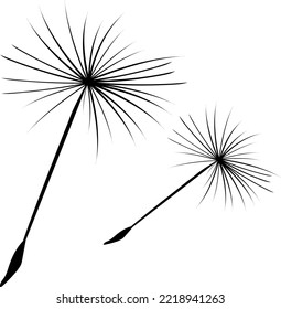 Dandelion fluff flies away from the wind.