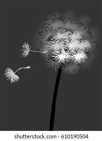 Dandelion Fluffy Flower and Seeds