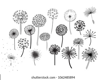 Dandelion Fluffy Seeds Flowers .  Decorative Elements for design, dandelions flowers blooming. Hand Drawn Doodle Style Black And White Drawing Vector Icons Set. pencil sketched dandelions.