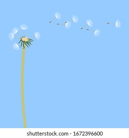 Dandelion, flying fluff, on a light blue background