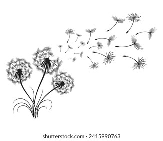 Dandelion with flying fluffy seeds. Sketch, black and white illustration, vector