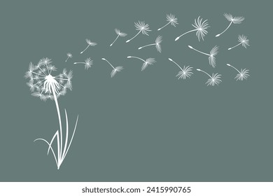 Dandelion with flying fluffy seeds. Sketch, black and white illustration, vector
