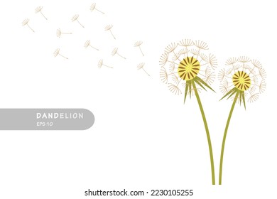 dandelion with flying seeds, dandelions design vector flat modern isolated illustration