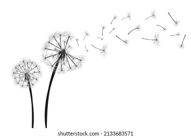 Dandelion with flying seeds on white background banner. Vector illustratin for fabric, card design, baby clothings, print, wall decor.