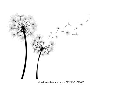 Dandelion with flying seeds on white background banner. Vector illustratin for fabric, card design, baby clothings, print, wall decor, spring, summer sale banner.