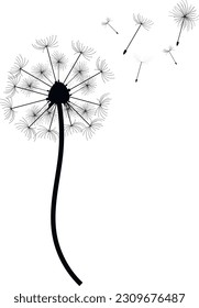 Dandelion with flying seeds. vector