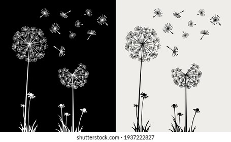 Dandelion flying in the wind on black and cream background