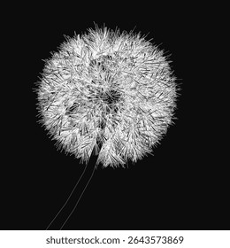 Dandelion in full bloom with delicate white petals spread wide, set against a dark black background for high contrast. The stem and leaves are sharply detailed, emphasizing natural beauty.