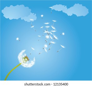 Dandelion  glowing by the wind. Vector.